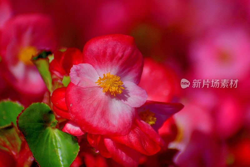 海棠/蜡海棠:华丽的，装饰性的，草本多年生开花植物